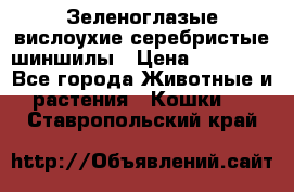 Зеленоглазые вислоухие серебристые шиншилы › Цена ­ 20 000 - Все города Животные и растения » Кошки   . Ставропольский край